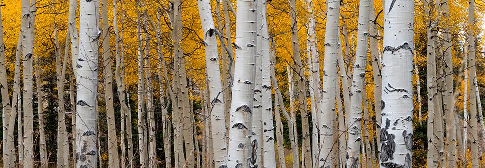 Aspen tree trunks and leaves blend in this autumn image-Rocky Mountains-Colorado-USA.
